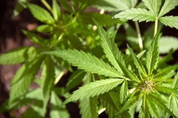CBD Gesund