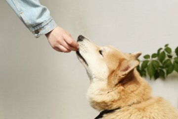 Hundefutter