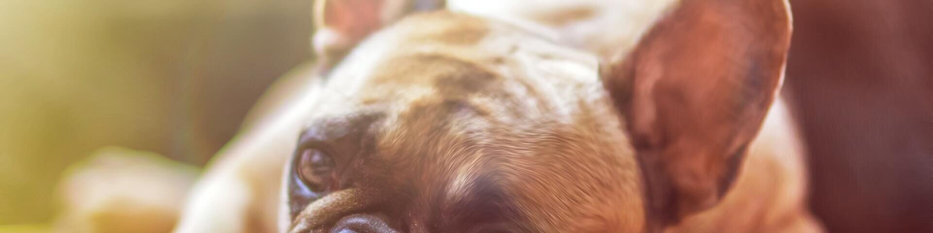 Hund