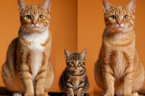 Wie lange wachsen Katzen: Ein Überblick über das Wachstum und die Entwicklung von Katzen in verschiedenen Lebensphasen