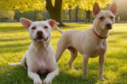 Mittelgroße Hunde, die nicht haaren: Die besten Rassen für Allergiker und Sauberkeitsliebhaber