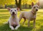Mittelgroße Hunde, die nicht haaren: Die besten Rassen für Allergiker und Sauberkeitsliebhaber
