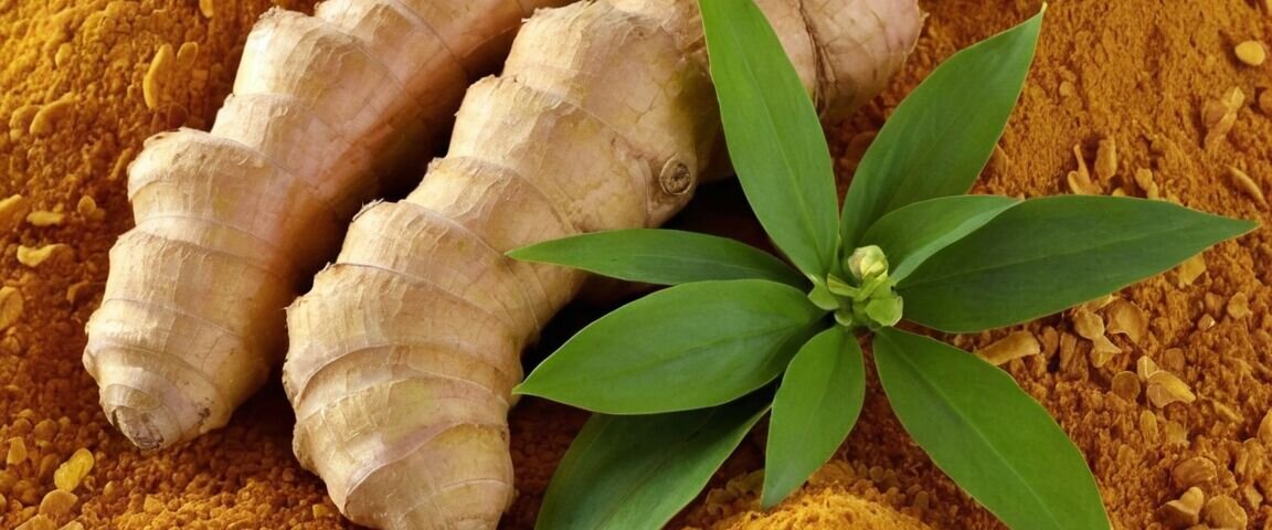 Die vielfältige Welt des Ingwers: Gesundheitliche Vorteile und kulinarische Verwendung der Gattung Zingiber