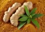 Die vielfältige Welt des Ingwers: Gesundheitliche Vorteile und kulinarische Verwendung der Gattung Zingiber